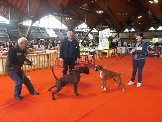 Tribu du Lynou - AMIENS : Premier CACIB pour HALLY