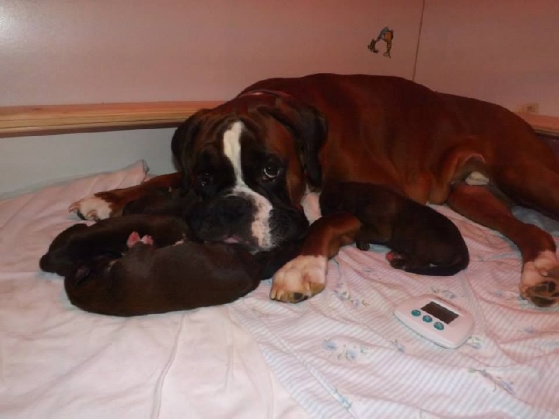 Chiot Boxer Tribu du Lynou