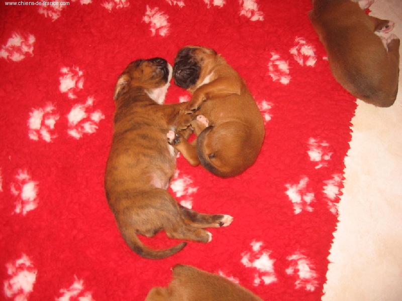 Chiot Boxer Tribu du Lynou